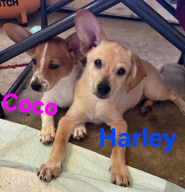 happy paws June 2026