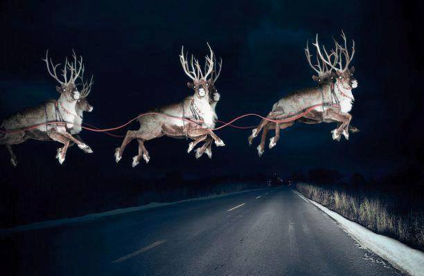 reindeer