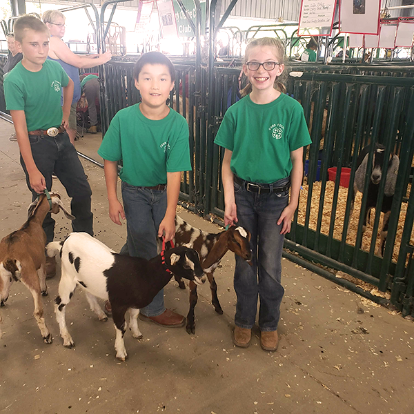 Cass County Fair 2021 goat kids