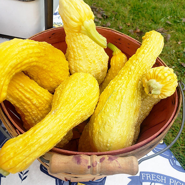 Farmers Market Sarah squash