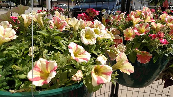 ElmwoodSpringflowers