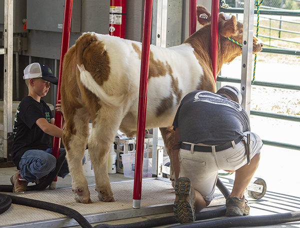 Jace Bornemier Cattle show 2019 IMG 4278
