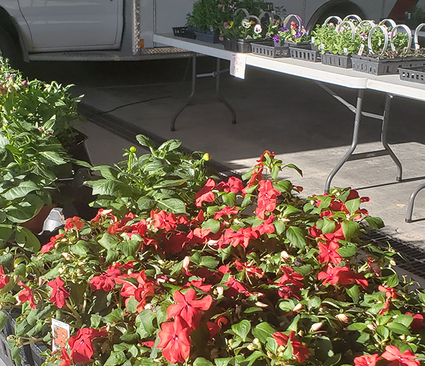 plantsale