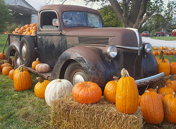 pumpkinpatch3