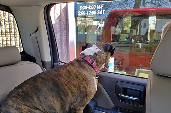 AEBank Dog drive thru