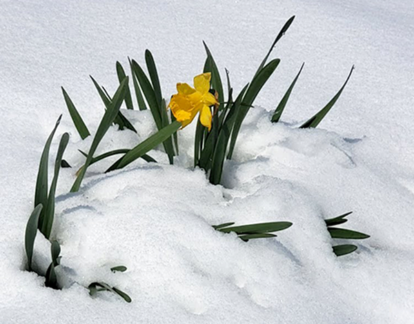 daffodils and snow 417 2020