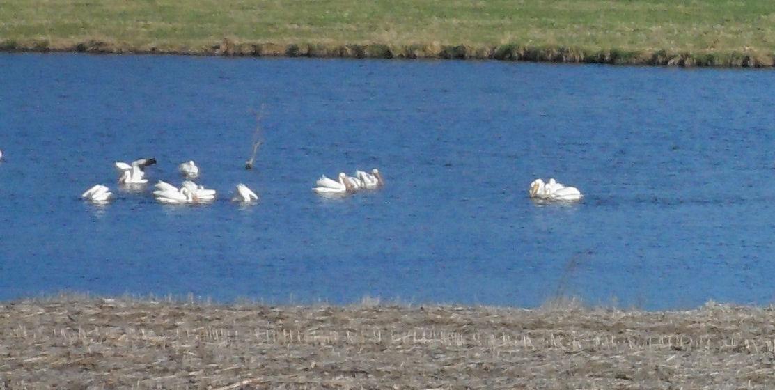 pelicans1