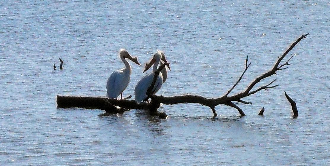 pelicans2