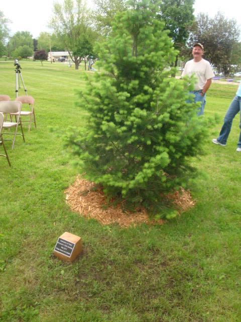 Park_tree