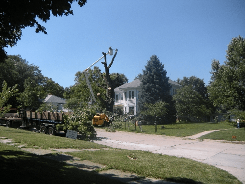 tree3