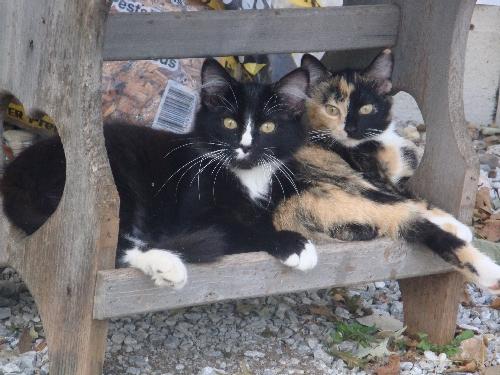 Cats