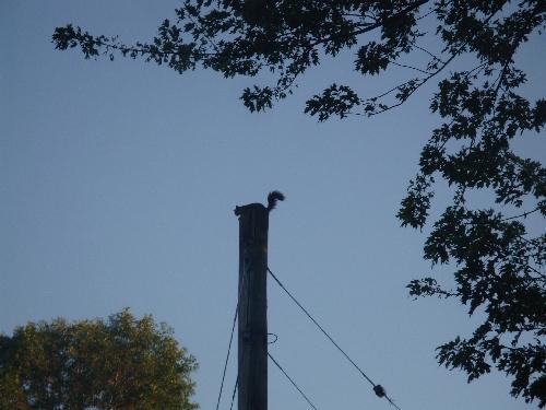 Oppd_Squirrel