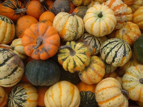 PP_fancy_pumpkins